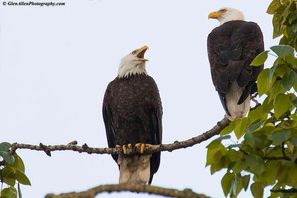 Bald eagle