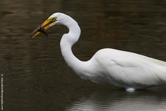 Great Egret
