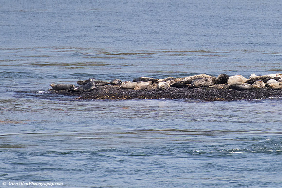 Harbor Seal