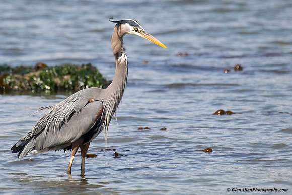 Great blue heron