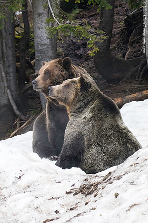 Grizzly Bear