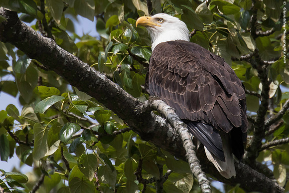 Bald eagle