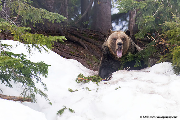 Grizzly Bear
