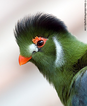 Green Crested Turaco