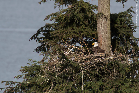 Bald eagle Nest