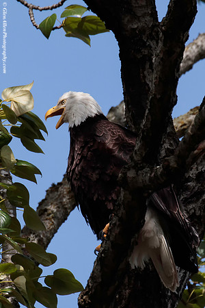 Bald eagle
