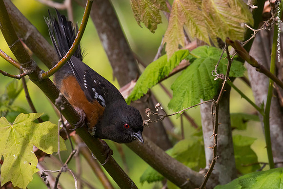 Spotted Towhee