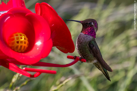 Anna's Hummingbird
