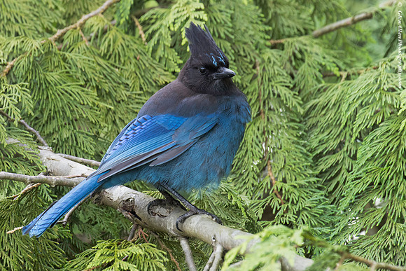Steller's Jay