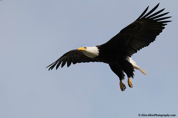Bald eagle
