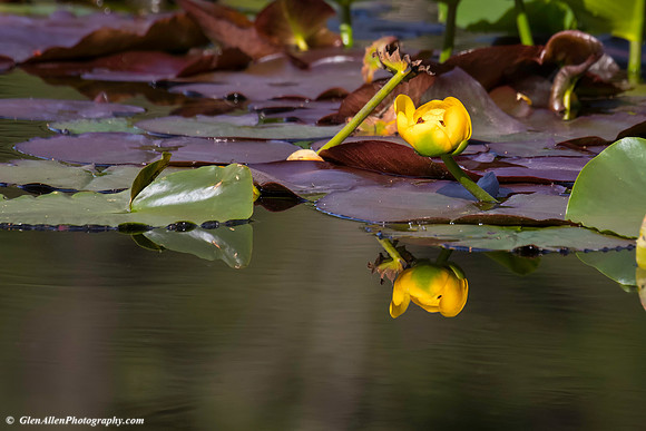 Water Lilly