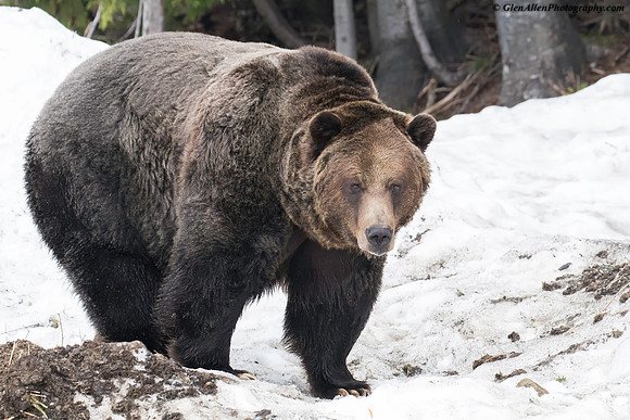 Grizzly Bear