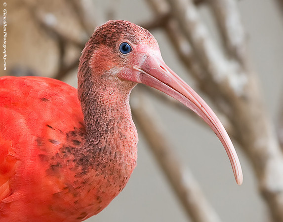 Scarlet Ibis