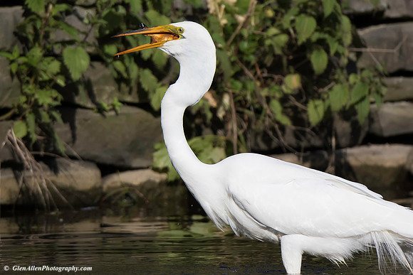 Great Egret