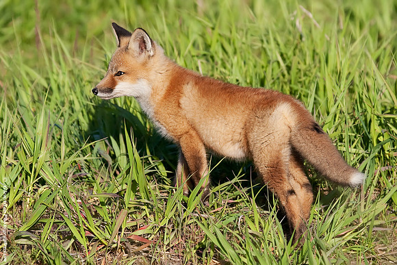 Fox Pup/Kit