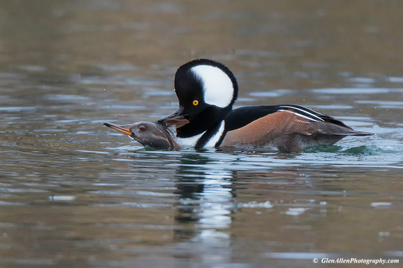 Hooded Merganser