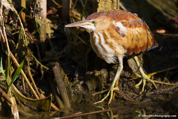 Least Bittern