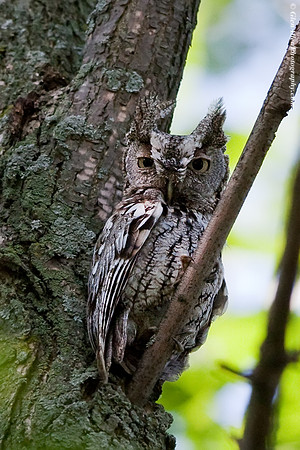 Eastern Screech-Owl
