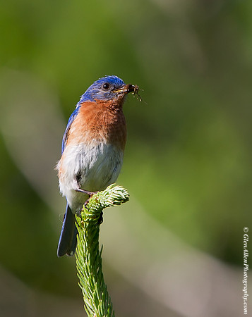 Eastern Bluebird