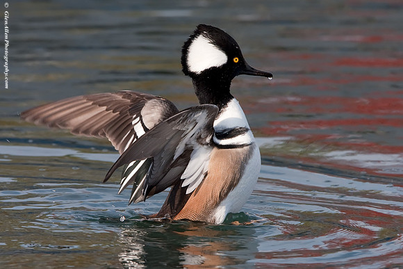 Hooded Merganser