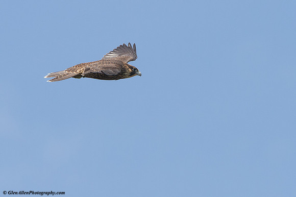 Peregrine Falcon