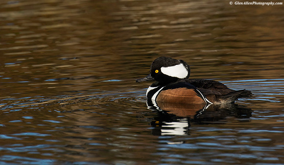 Hooded Merganser