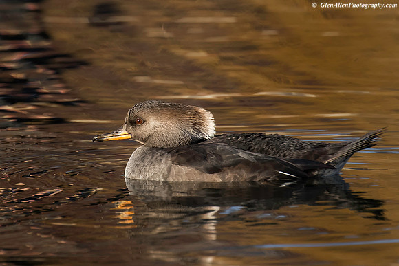 Hooded Merganser