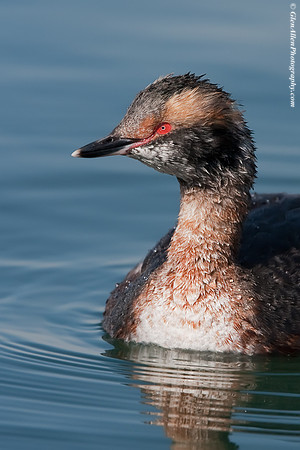 Horned Grebe