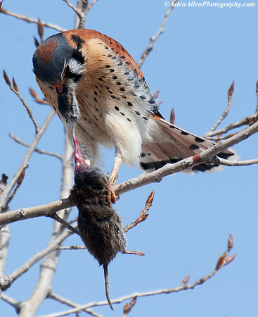 American Kestrel