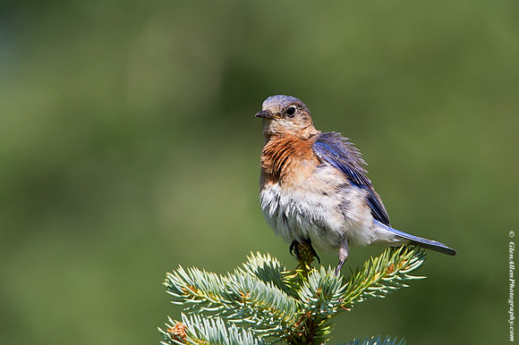 Eastern Bluebird