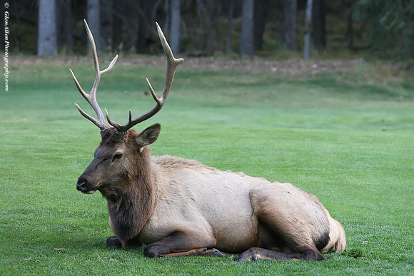 Elk
