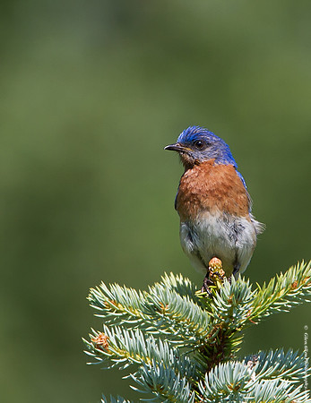 Eastern Bluebird