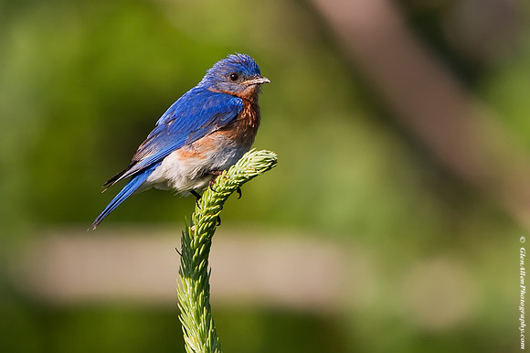 Eastern Bluebird