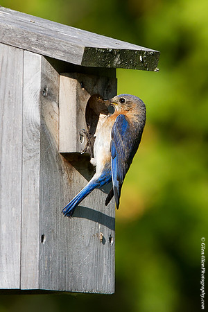 Eastern Bluebird