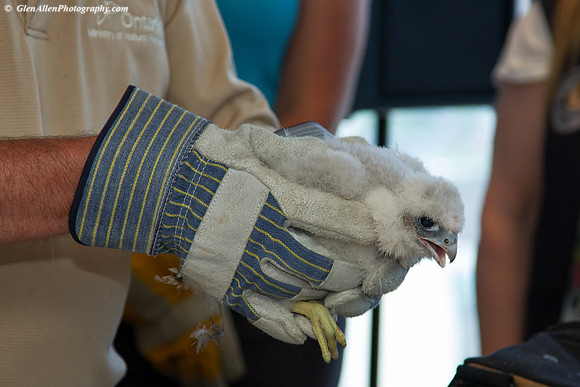 MNR registers chicks