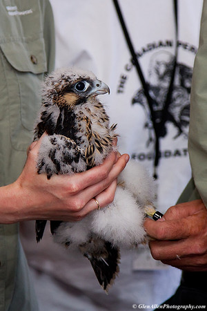 Peregrine Falcon - Star-Scribe