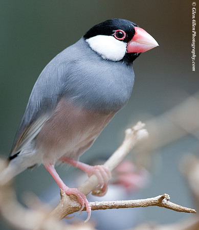Java Sparrow