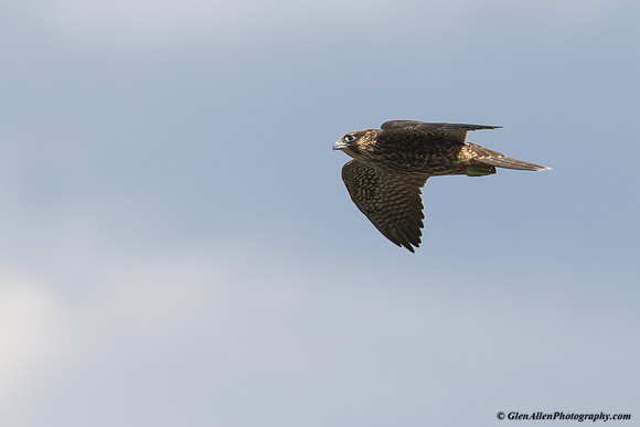 Peregrine Falcon