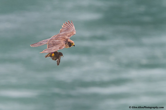 Peregrine Falcon