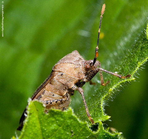 Stink Bug