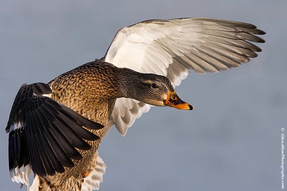 Mallard