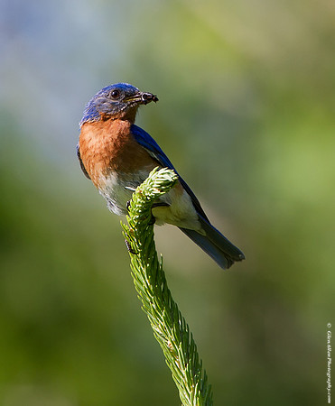 Eastern Bluebird