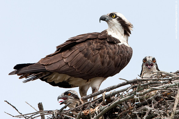 Osprey
