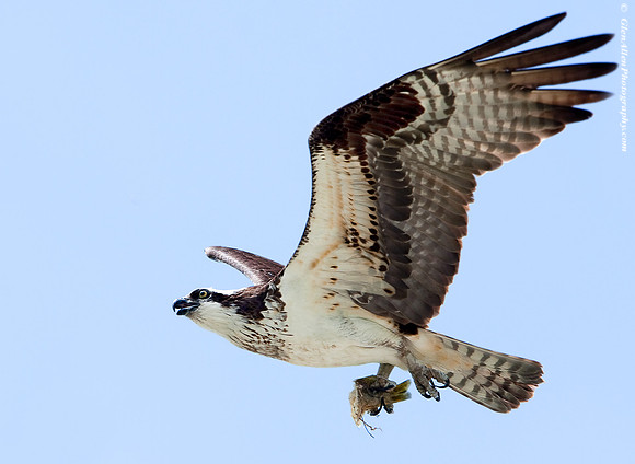 Osprey
