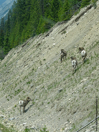 Big Horn Sheep