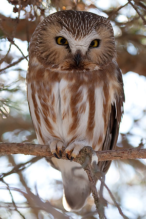 Northern Saw-whet Owl