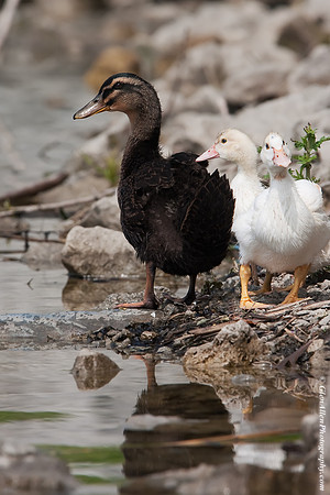 American Black Duck (Albino/ Leucistic)
