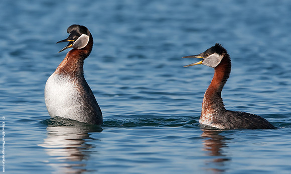 Red-necked Grebes