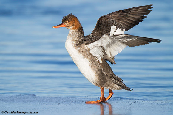 Red-breasted Merganser