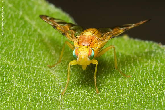 Sunflower Maggot Fly